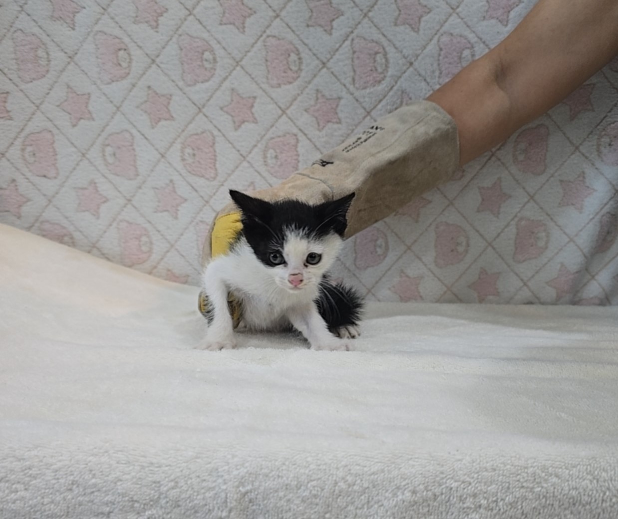 [고양이] 믹스묘 전북-군산-2025-00597 유기동물 배경 이미지 입니다.